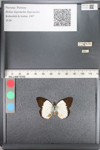 Media type: image;   Entomology 131623